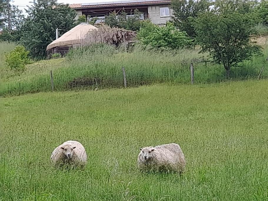 Charmante Yourte Contemporaine Carmaux Buitenkant foto